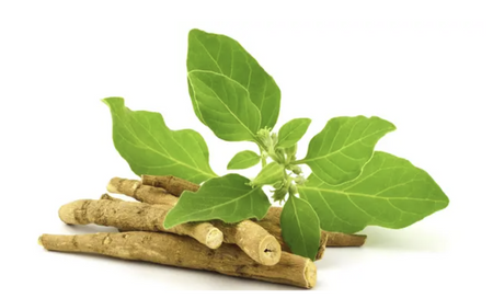 Singularis Ashwagandha Forte – 30 Kapsułek Wegańskich